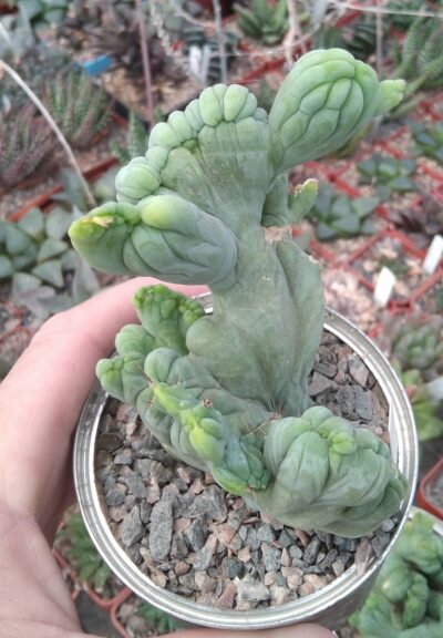 Cereus bridgesii f. monstrosa -горщик-8см-