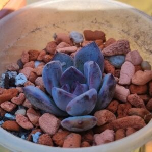 Echeveria "BLACK PEARL"