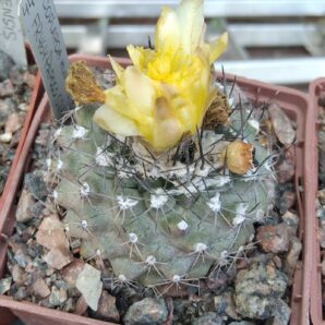 Copiapoa humilis FR464 -cube-8cm- своє коріння-