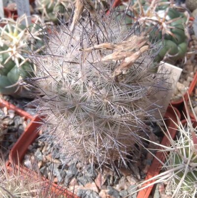 Echinomastus durangensis PC90 -cube-7cm-щеплений-