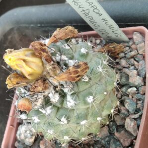 Copiapoa humilis FR464 -cube-7cm- своє коріння-