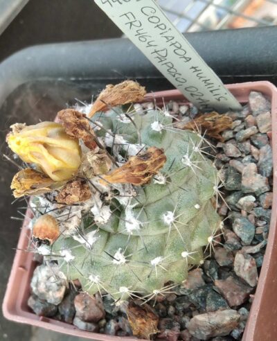 Copiapoa humilis FR464 -cube-7cm- своє коріння-