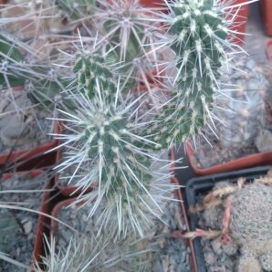 Grusonia hamiltonii -пагони-
