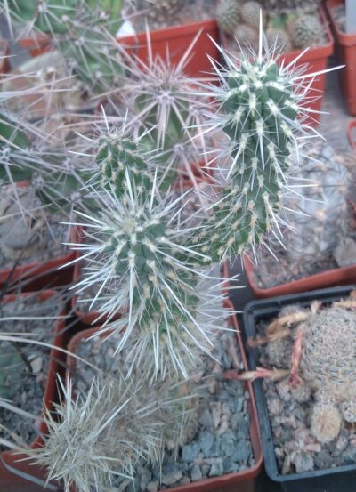 Grusonia hamiltonii -пагони-