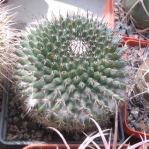 Mammillaria lloydii -cube-7cm-