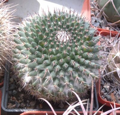 Mammillaria lloydii -cube-7cm-
