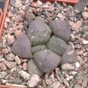 Ariocarpus lloydii CH208 -cube-6cm -своє коріння-