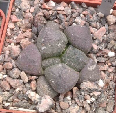 Ariocarpus lloydii CH208 -cube-6cm -своє коріння-