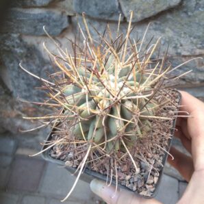 Glandulicactus uncinatus PP958 -cube-8cm- 1200