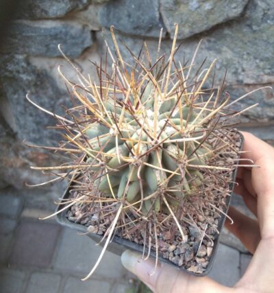 Glandulicactus uncinatus PP958 -cube-8cm- 1200