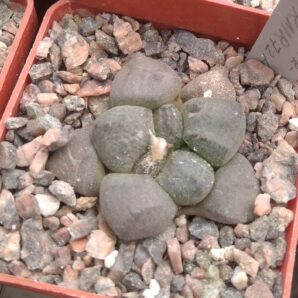 Ariocarpus lloydii CH208 -cube-6cm -своє коріння-