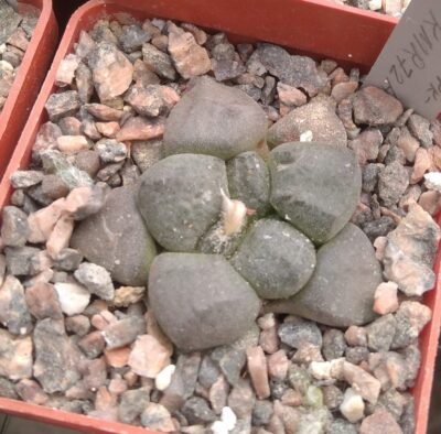 Ariocarpus lloydii CH208 -cube-6cm -своє коріння-