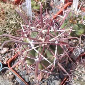 Ferocactus gracilis v. coloratus -MG- cube-6cm-super spined form-
