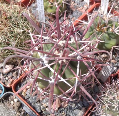 Ferocactus gracilis v. coloratus -MG- cube-6cm-super spined form-