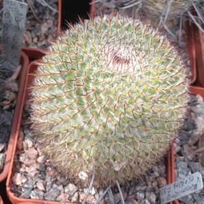 Mammillaria elegans P338 -сube-7cm-