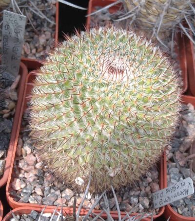 Mammillaria elegans P338 -сube-7cm-
