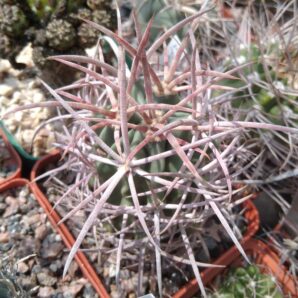 Echinocactus polycephalus – MG-cube-7cm- щеплений-