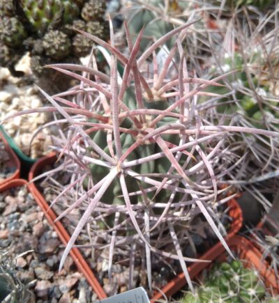 Echinocactus polycephalus – MG-cube-7cm- щеплений-