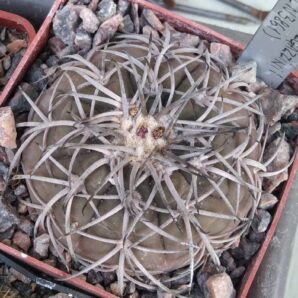 Gymnocalycium spegazzinii -Piltz3861-cube-6cm-