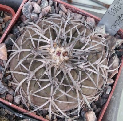 Gymnocalycium spegazzinii -Piltz3861-cube-6cm-