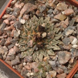 Ariocarpus kotschoubeyanus LH930 -small form-мала форма-своє коріння -20років- cube-6cm-