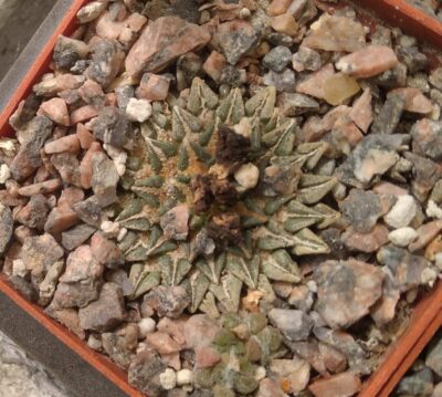Ariocarpus kotschoubeyanus LH930 -small form-мала форма-своє коріння -20років- cube-6cm-