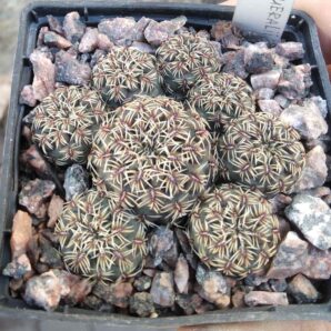 Sulcorebutia canigueralii EM358a -cube-7cm-