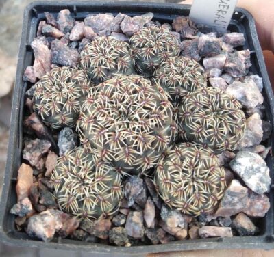 Sulcorebutia canigueralii EM358a -cube-7cm-