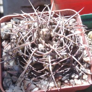Gymnocalycium knollii WO066 -cube-7cm- hard culture-