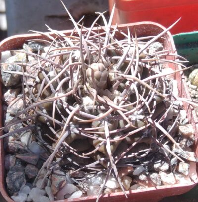 Gymnocalycium knollii WO066 -cube-7cm- hard culture-