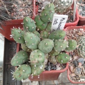 Maihueniopsis ovata -cube-5cm-