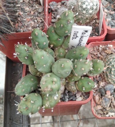 Maihueniopsis ovata -cube-5cm-