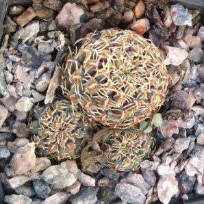 Sulcorebutia pulchra HS78 -cube-8cm-super nice-