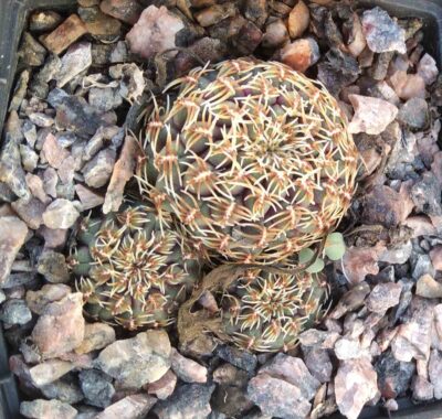 Sulcorebutia pulchra HS78 -cube-8cm-super nice-