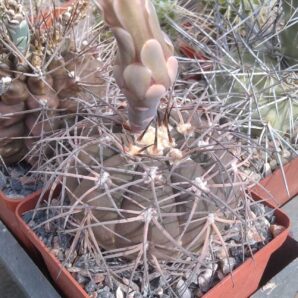 Gymnocalycium spegazzinii -cube-9cm-