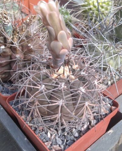 Gymnocalycium spegazzinii -cube-9cm-