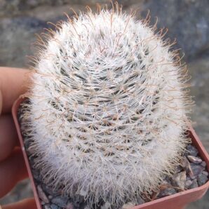 Mammillaria spec..Rio Nazas- (aff chica)-cube-7cm- (посів 2003року)