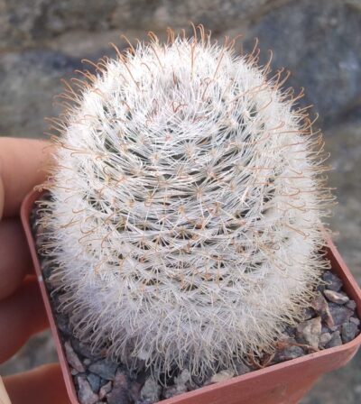 Mammillaria spec..Rio Nazas- (aff chica)-cube-7cm- (посів 2003року)