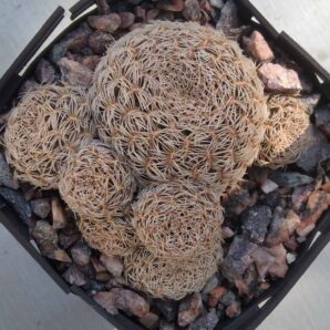 Sulcorebutia albissima HS106 -cube-7cm-