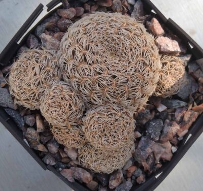 Sulcorebutia albissima HS106 -cube-7cm-