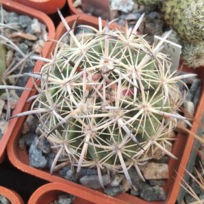 Echinomastus laui -Salinas- cube-5cm-