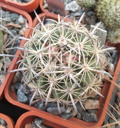 Echinomastus laui -Salinas- cube-5cm-