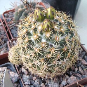 Coryphantha panarottoi Z173 -cube-7cm-
