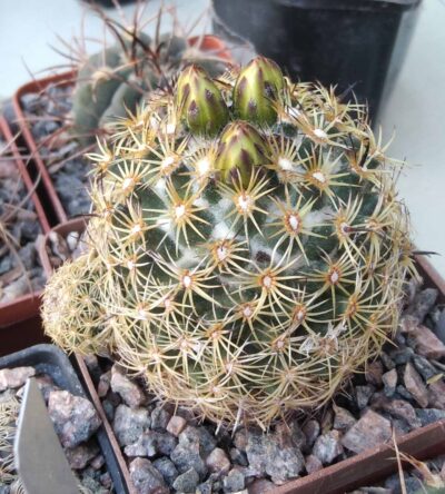 Coryphantha panarottoi Z173 -cube-7cm-