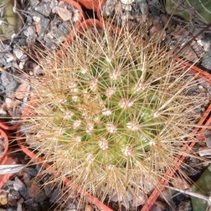 Matucana weberbaueri -cube-6cm-