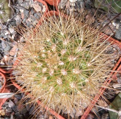 Matucana weberbaueri -cube-6cm-