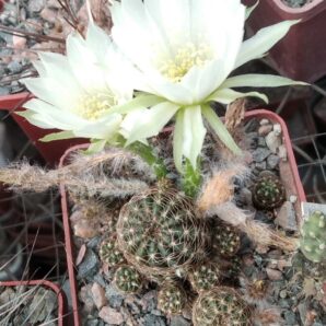 Lobivia arachnacantha f. albiflora -пагони-