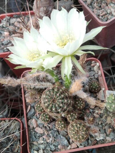 Lobivia arachnacantha f. albiflora -пагони-