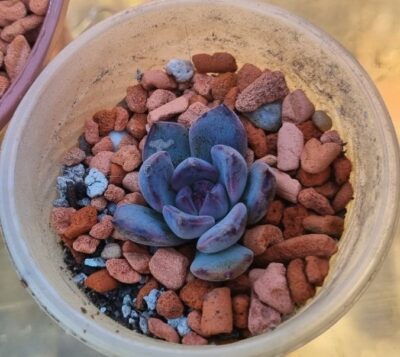Echeveria "BLACK PEARL" - Зображення 2