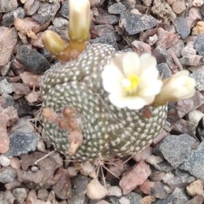 Blossfeldia spec. R471 -щеплена-